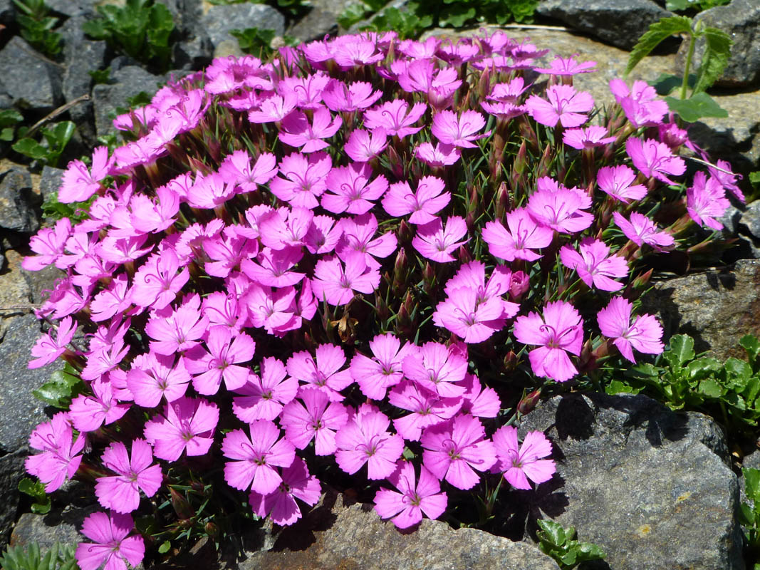 Dianthus 'Eileen Lever'